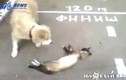 Hài hước mèo giả chết dọa chó