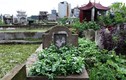 Rau trồng ở mộ ăn bình thường(!?)