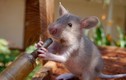 Đột nhập trại huấn luyện chuột “khủng” phát hiện mìn ở Tanzania 
