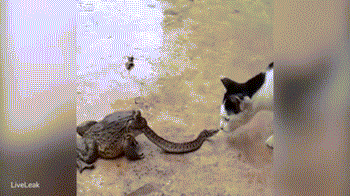 Bị ếch ăn thịt, rắn vẫn hung hãn tấn công mèo