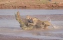 Ảnh động vật tuần: Cá sấu một mình đối đầu đàn sư tử