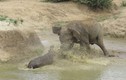 Ảnh động vật: Hà mã quyết chiến với voi rừng để bảo vệ con 