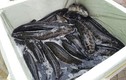 Cá Trung Quốc "ngậm" hóa chất kích thích bán tại Việt Nam 