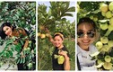 Đã mắt ngắm vườn trái cây trĩu quả trong nhà mỹ nhân Việt