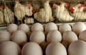 Toàn cảnh trứng bẩn Hà Lan nhiễm độc rúng động thế giới
