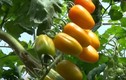 “Đột nhập” vườn cà chua độc đáo trồng từ sữa tươi