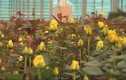 Bên trong nhà kính triệu đô trồng trăm loài hoa quý