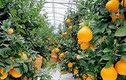 Đột nhập vườn cam lai quýt siêu đắt 300.000/quả