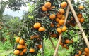 Những vườn cam trĩu quả thu tiền tỷ của nông dân Việt