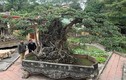 Đổi 8 lô đất giá triệu USD lấy cây sanh cổ nhất châu Á 