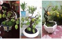 Mê mẩn những chậu khế bonsai dáng siêu đẹp
