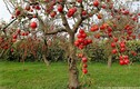 Thăm vườn táo Nhật khổng lồ 1kg/quả đắt khách dịp Tết