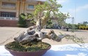 La liệt bonsai độc lạ giá cả cây vàng “đại náo” thị trường Tết 2018 