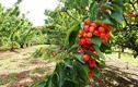 Đột nhập trang trại cherry chín mọng ở Australia 