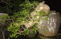 Mê tít những cây bằng lăng bonsai siêu đẹp