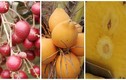 4 loại trái cây ngon, mới lạ của nông dân Việt