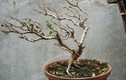 Mê tít loạt bonsai dáng bạt phong siêu độc