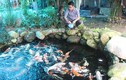“Đột nhập” trại cá Koi Nhật tiền tỷ ở miền Tây