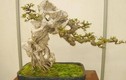 Mỏi mắt ngắm loạt bonsai bám đá đầy nghệ thuật