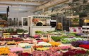 Hình ảnh bên trong chợ hoa "khủng" ở Paris