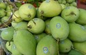 6 loại trái cây Việt được vào thị trường Mỹ "khó tính"
