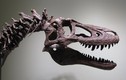 Tá hỏa vì hóa thạch khủng long T-Rex duy nhất bị rao bán trên eBay