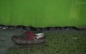 Video: Hốt hoảng khi phát hiện con rắn dài 2m trong đống giày dép