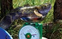 Cá bống khủng, mỗi con bằng tiền 1kg cherry Mỹ xịn