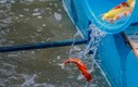 Cá Koi thả sông Tô Lịch: Giá "chát", có bị bắt trộm không?