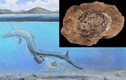 Phát hiện hóa thạch trứng 68 triệu năm tuổi, nghi của loài Thương long 