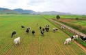 “Đổ” 1.000 tỷ vào resort bò sữa Lào, Vinamilk dẫn đầu thị trường?