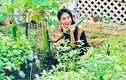 “Nông trại mini” đủ thứ loại rau củ bên trong biệt thự của Thủy Tiên