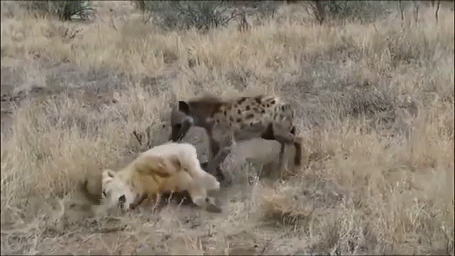 Video: Linh cẩu hả hê ăn thịt sư tử 