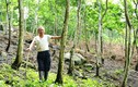 Người Việt “ham” trồng cây sưa chi phí bèo, thu nhập siêu khủng 