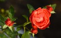 Mãn nhãn vườn hoa hồng bạc tỷ của đại gia Việt
