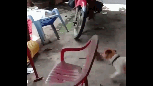 Video: Chuột cống “máu chiến” đối đầu chó nhà và cái kết đầy hài hước