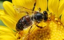 Nếu loài ong tuyệt chủng, cả thế giới sẽ bị đói