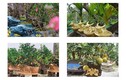 Mãn nhãn siêu phẩm trâu vàng “cõng” cây gây “sốt” dịp Tết 2021