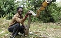 Những "kỷ lục gia" đáng sợ trong thế giới loài rắn