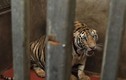 17 con hổ ở Nghệ An có cơ hội sống gần như bằng không