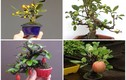 Bộ sưu tập bonsai cây ăn quả mini khiến dân chơi mê tít
