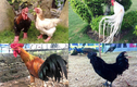 4 giống gà “đắt cắt cổ” vẫn được ưa chuộng tại Việt Nam