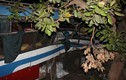  Xe tải đâm xe khách kinh hoàng ở Đắk Lắk