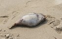 Cá chết xuất hiện ở Đà Nẵng - Lăng Cô - Cù Lao Chàm
