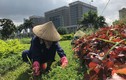 Ảnh: Công nhân vất vả dẹp rừng cỏ ở đại lộ Thăng Long