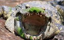 Chốn ăn chơi lạ: Xứ sở cá sấu giữa Sài Gòn