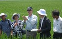 Đại sứ Mỹ đội nắng, lội ruộng cùng nông dân Nam Định