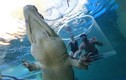 Trải nghiệm bơi cùng cá sấu khổng lồ trong lồng tử thần
