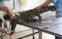 Cảnh tượng lột da cá sấu sống gây tranh cãi ở Việt Nam