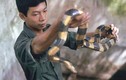 Khám phá vương quốc rắn độc ở Việt Nam năm 1991